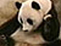 Sneezing Panda Cub | BahVideo.com