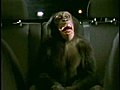 Trunk Monkey - Chaperone | BahVideo.com