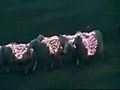 Extreme sheep LED art | BahVideo.com