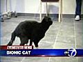 Bionic Cat | BahVideo.com