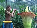 Corpse Flower Blooms in Seattle | BahVideo.com