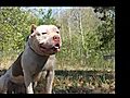 LACEY PARK PIT S most extreme blue-nose bully We offer  | BahVideo.com