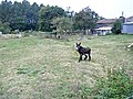 Screaming Donkey | BahVideo.com