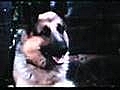 Chips the War Dog - Firefly | BahVideo.com