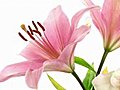 Time-lapse Of Opening Pink Lily 8 Isolated On White Stock Footage | BahVideo.com