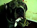my pitbull dog chillin in the corner | BahVideo.com