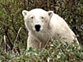 Chased by a Polar Bear | BahVideo.com