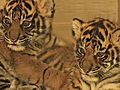 Tiger Cub First Look | BahVideo.com