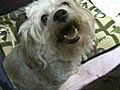 Little White Dog Adopts Orphaned Raccoon | BahVideo.com