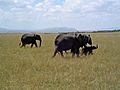 Maasai Mara Kenya | BahVideo.com