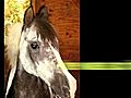 Toby | BahVideo.com