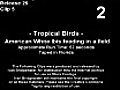 Tropical Birds 2007  | BahVideo.com