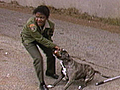 When Good Pets Go Bad - Guard Dog Attack | BahVideo.com