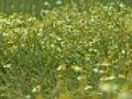 Camomile flowers  | BahVideo.com