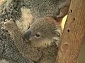 Koala Needs a Name | BahVideo.com