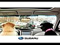 Subaru Dog Walk Event | BahVideo.com
