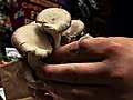 Oyster Mushroom Guidelines | BahVideo.com