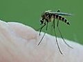 Mosquito Bite a Close up video | BahVideo.com