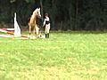Horse falls in the jump off | BahVideo.com