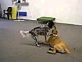 Cute-Dogs-Play-Fighting-With-Each-Other | BahVideo.com