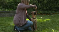 Puppy training basics | BahVideo.com