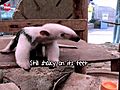 Cute Baby Anteater Finds Its Feet | BahVideo.com