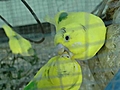 Birds Kissing | BahVideo.com