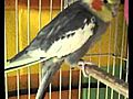 Meet Kaleel a COCKATIEL currently available  | BahVideo.com