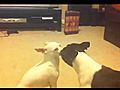 Boston terrier kissing chihuahua | BahVideo.com