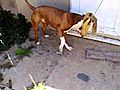 8 pitbull puppy and german shepherd | BahVideo.com