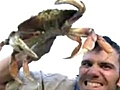 Crab Roping | BahVideo.com