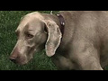 How to greet a new dog | BahVideo.com