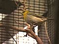 Keauhou Bird Conservation | BahVideo.com