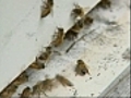 Beetle battle may harm bees in Central Mass  | BahVideo.com