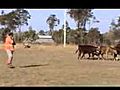 Arabanoo Tia on cattle - Arabanoo Working Kelpie Stud wmv | BahVideo.com