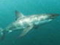 Sharkman Vertical Attack | BahVideo.com