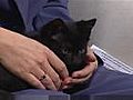 Tips on Having Kittens and Cats as Pets | BahVideo.com
