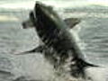 Best of Shark Week Air Jaws Sharks of South Africa | BahVideo.com