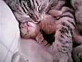 Momma And Kitten Sleep In Blissful Cuteness | BahVideo.com