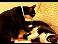 cat Lala massages his brother Little-Bu | BahVideo.com
