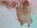 Dog Swimming Underwater View HD  | BahVideo.com