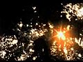 Massive Attack Psyche film by John Downer | BahVideo.com