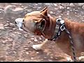 Tommy the pitbull has a long walk | BahVideo.com