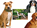 News DNA Reveals Dog Heritage | BahVideo.com