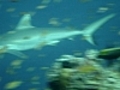 Requins gris | BahVideo.com