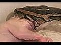 Snake Eats 1st Pig | BahVideo.com