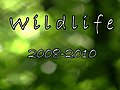 Czech Wildlife 2008-2010 | BahVideo.com