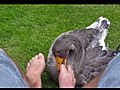 Latest beauty treatment duck rubbing -  | BahVideo.com