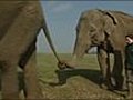 VIDEO Elephants amp 039 good at teamwork amp 039  | BahVideo.com