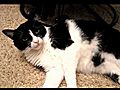 Cat Tickle Bombs | BahVideo.com